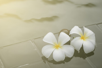 Fototapeta na wymiar White with yellow plumeria flower on pebble rock