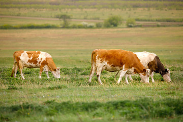 Obraz premium cow