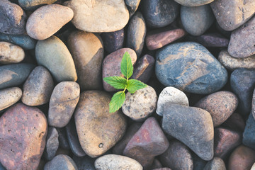 top view large pebbles, green plant germinating through stones