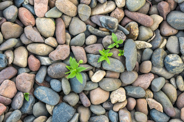 top view large pebbles, green plant germinating through stones. abstract pebbles stone background.