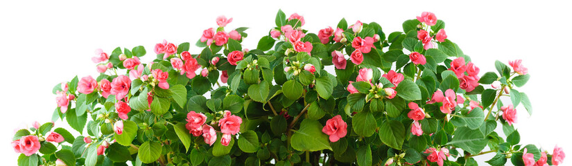 Impatiens Impatiens Waller