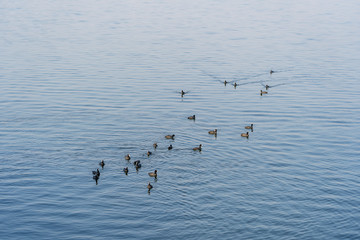 Beautiful natural landscape in summer around the lake. Cute ducks enjoying the summer on the lake , India