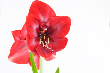 Hippeastrum flower