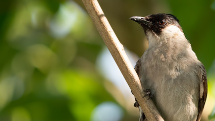 Close up Sooty-headed bulbul Bird Perched on Branch Isolated on Background with Copy Space