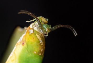 Macro Photo of Crab Spider Camouflage on Leaf Isolated on Black Background