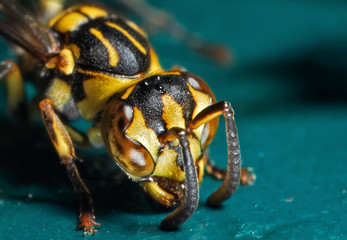 Macro Photo of Wasp on Blue Green Metal Material