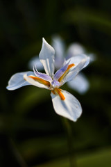 Fototapeta na wymiar White orange and violet flower in a bokeh photography