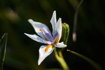 White orange and violet flower in a bokeh photography