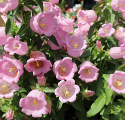 pink flowers called Bell flowers or campanula