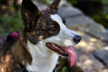 White and brown thirsty dog bokeh photography