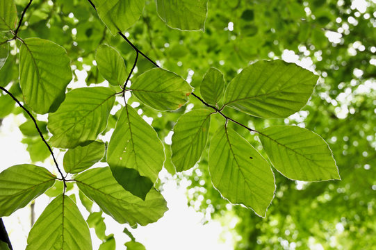 View of the underside of green beech leaves on a twig.