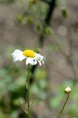 Beautiful garden camomile on a bright sunny day close up