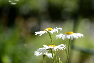 Beautiful camomiles in a summer garden close up