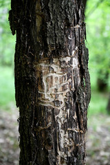 Uncovered tree trunk and paths of woodpecker.