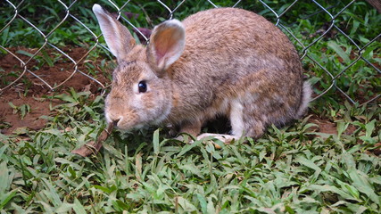 Naklejka na ściany i meble Little rabbit in the backyard.