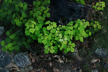 lettuce in the Japan forest