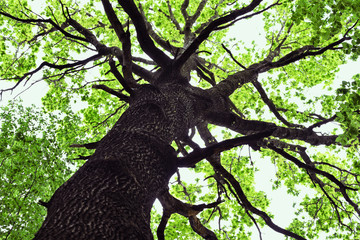 Fototapeta na wymiar View of the trunk and crown of an oak tree.
