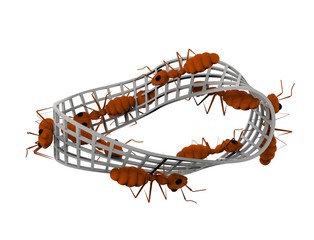 3d rendering of ants walking on a infinity figure isolated in white background.