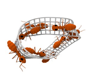 3d rendering of ants walking on a infinity figure isolated in white background.