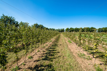 Fototapeta na wymiar Ripen apples on young trees. Apple harvest in fruit orchard in British Columbia