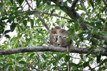 monkeys sitting on a tree branch