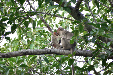Naklejka na ściany i meble monkeys sitting on a tree branch