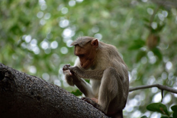monkey sitting on a branch