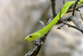 The western green mamba (Dendroaspis viridis) is extremely venomous snake native to Africa.