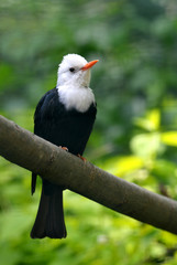 White-headed Black Bulbul ( Hypsipetes leucocephalus ), small bird from the Asia.