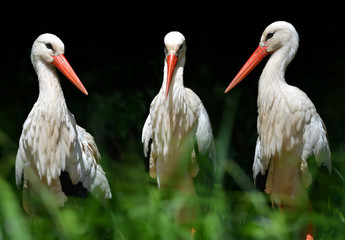 White stork (Ciconia ciconia) on dark background.
