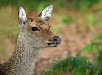 Sika deer on Brownsea Island