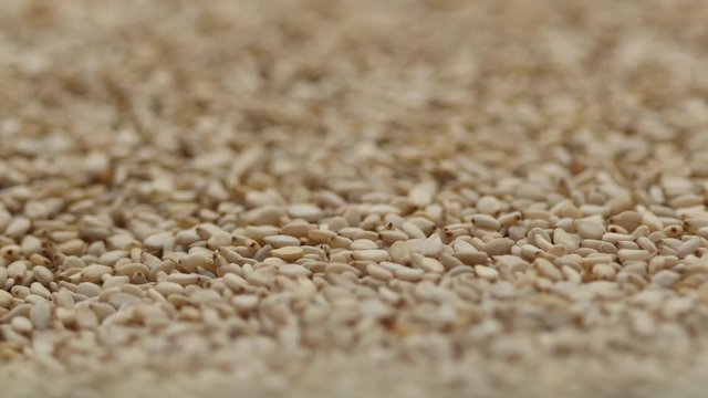 Close up of sesame seed
