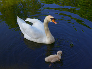 swan with a baby bird float on a pond