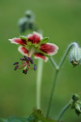 Geranium refractoies