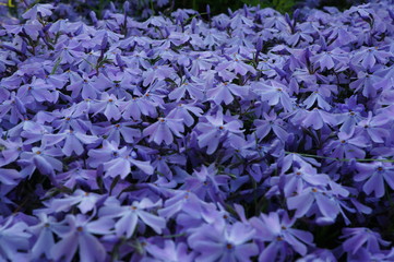 flowers of moss phlox blue in the garden