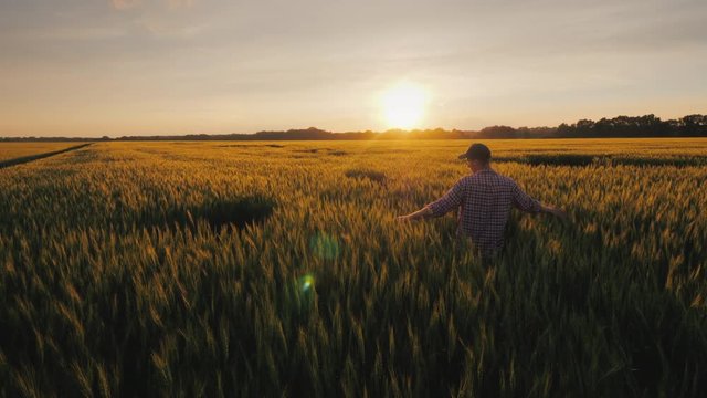 A young farmer looks at the spikelets of wheat. Standing in a field at sunset, a picturesque rural landscape.
