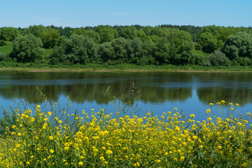 Цветение сурепки на берегу реки Оки. Таруса.