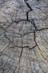 Fototapeta premium Grayish Old Weathered Cracked Wood Texture