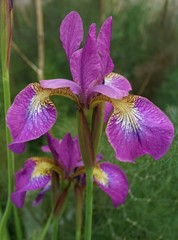 Iris sibirica Sparkling Rose