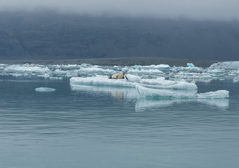 Seal relaxing on a floating iceberg in Jokulsarlon, Iceland