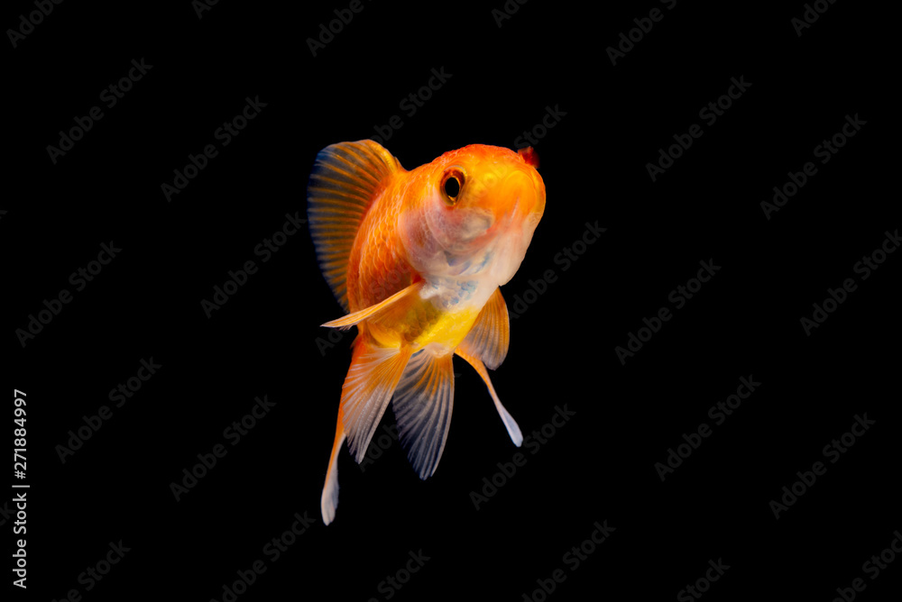 Wall mural Gold fish or goldfish isolated on black background. - Wall murals