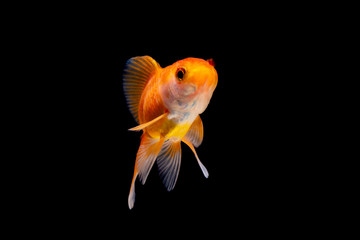 Gold fish or goldfish isolated on black background.