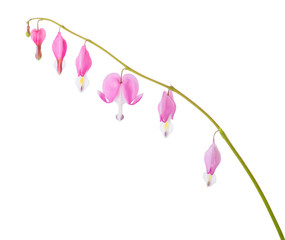 Sprig with pink flowers of Lamprocapnos Spectabilis (Bleeding Heart) isolated on white background.