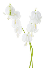 Two sprigs with flowers of Lamprocapnos Spectabilis (Bleeding Heart) isolated on white background.