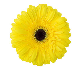 Gerbera flower of yellow color isolated on white background.