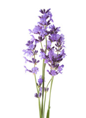 Bundle of lavender isolated on white background.