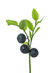 Ripe wild forest Bilberries ( European blueberry) on branch with green leaves isolated on white background.
