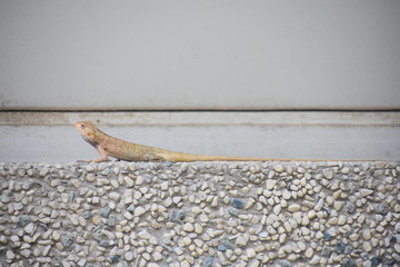 lizard on wall