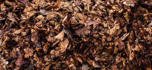Pile of leaves