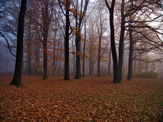 Fototapeta premium Foggy morning in the forest autumn season
